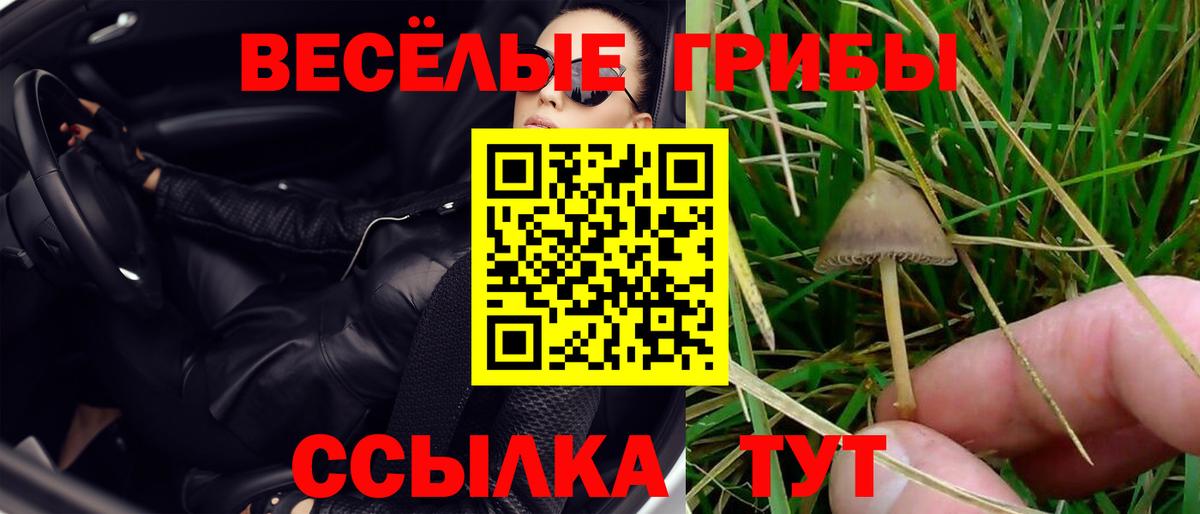 Псилоцибиновые грибы Cubensis Кулебаки